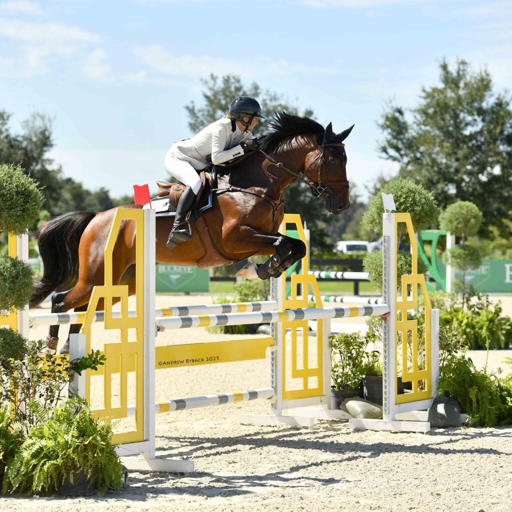 Rider and jumper horse clearing a jump during training at BluSalt Farm near World Equestrian Center in Ocala Florida