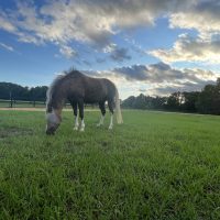 Horse being trained at BluSalt Farm jumper training facility near World Equestrian Center in Ocala Florida