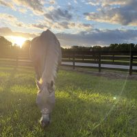Horse being trained in outdoor arena at BluSalt Farm jumper training facility near World Equestrian Center in Ocala Florida
