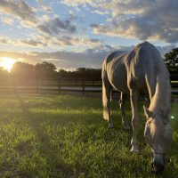 Horse grazing in grassy paddock at BluSalt Farm boarding facility near World Equestrian Center in Ocala Florida