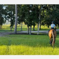 Peaceful horseback riding scene at BluSalt Farm in Ocala Florida, showcasing the farm’s spacious paddocks and natural environment near the World Equestrian Center