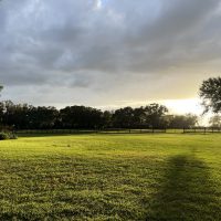 Horses in paddocks at BluSalt Farm boarding and training facility near World Equestrian Center in Ocala Florida